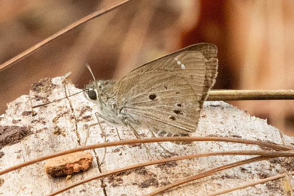 Suastus gremius-2864