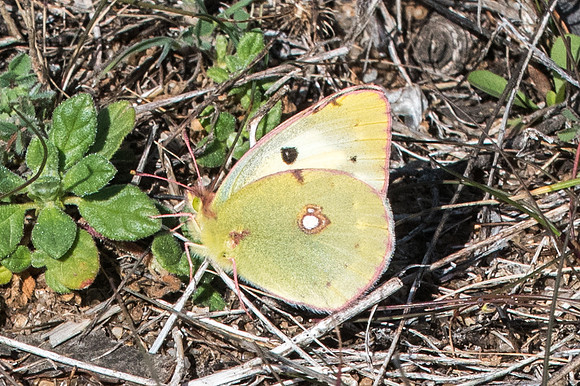 Colias crocea-7908