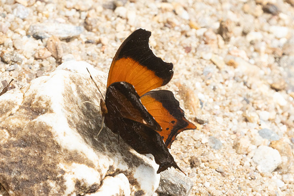 Rhinopalpa polynice-9421
