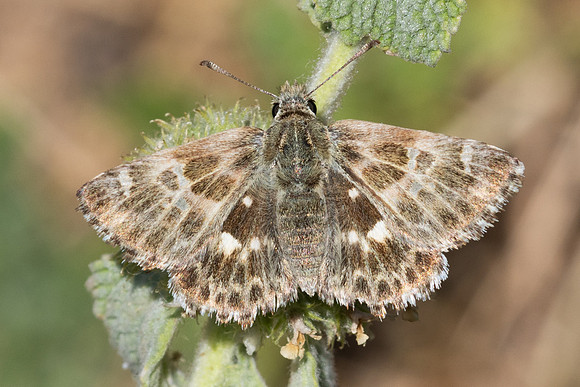 Carcharodus baeticus-9044  - Artigues - 6/06/25
