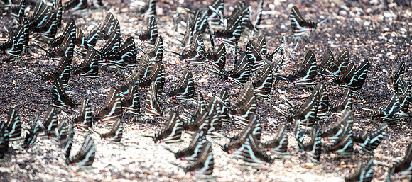 Protographium philolaus-2421