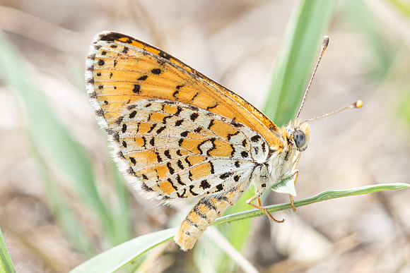 Melitaea trivia -1319 - Pergé Antalya - 18/09/24