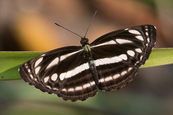 Neptis clinia leuconata-0345 Doi-Suthep 7/03/23