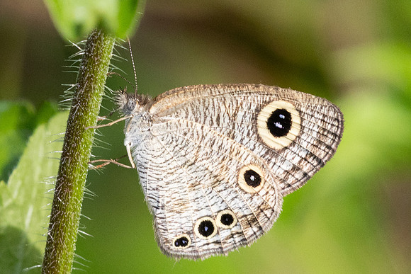 Ypthima huebneri-9540