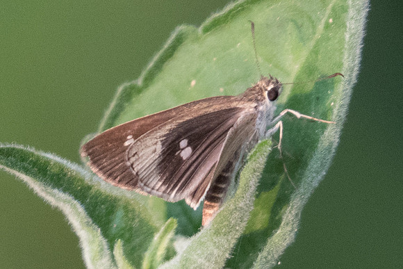 Suada swerga-4647 - Doi Suthep - 9/03/2023