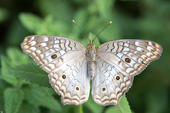 Anartia jatrophae-0734 - Barichara 5/06/24
