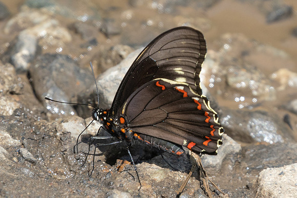 Battus polydamas-4484 - Barichara - 10/06/24