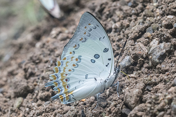 Polyura delphis-2633 - Chiang Dao - 15/11/23