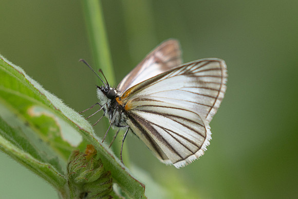 Heliopetes arsalte-0776
