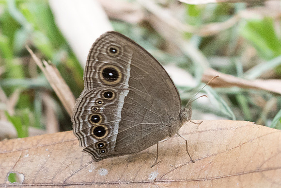 Mycalesis intermedia-4968 - Phanom Bencha Mountain - 23/11/23