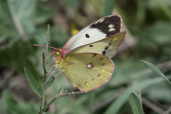 Colias alfacariensis-9559 - Route Amfipoli - Serres - Drama - 16/04/22