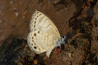 Nacaduba angusta-1490