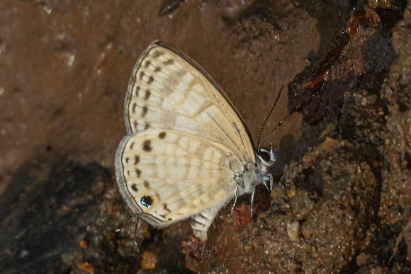 Nacaduba angusta-1490