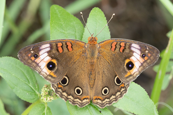 Junonia zonalis-9563