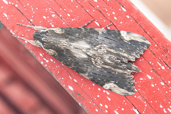 Erinnyis oenotrus id- nuit-7683