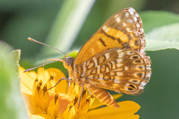 Aricoris erostratus-7895