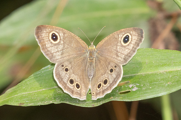 Ypthima dohertyi-2935