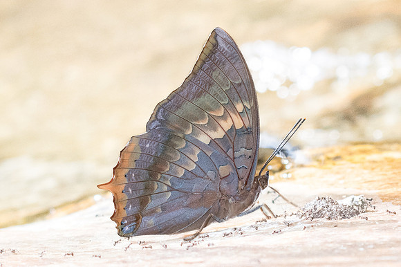 Charaxes bernardus-1185  -Doi-Suthep - 13/11/23