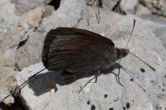 Erebia pluto-1618- Col de l'Izoard - 25/06/25