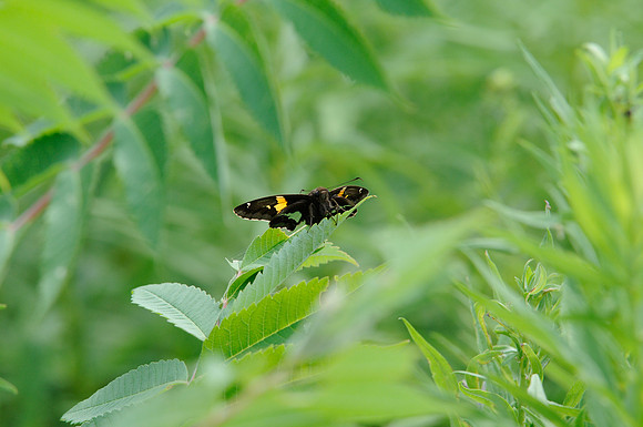 03072012-Epargyreus clarus-9896