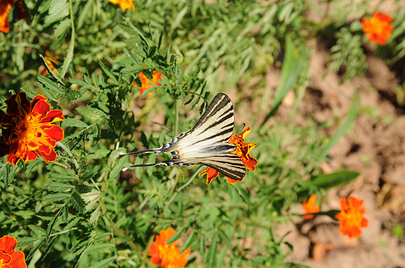 CSC_7512