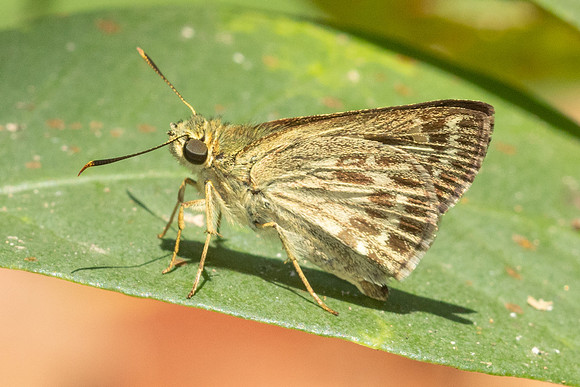Halpe hauxwelli -5674- Doi Suthep - 27/03/25