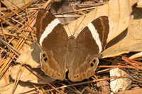 Abisara fylla-2923 - Doi Suthep - 21/03/25