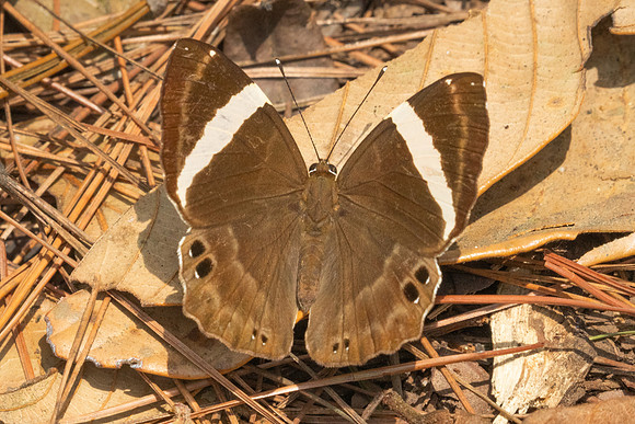 Abisara fylla-2923 - Doi Suthep - 21/03/25