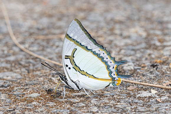 Polyura eudamippus-5293