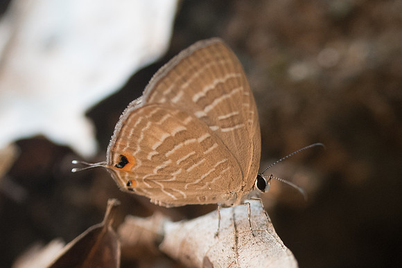 Jamides sp id--4392