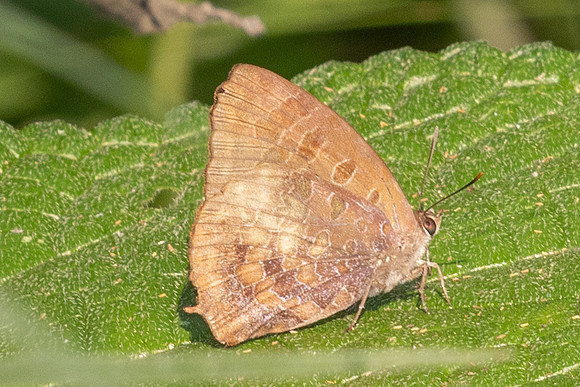 Arhopala bazalus-6143- Doi Suthep - 28/03/25