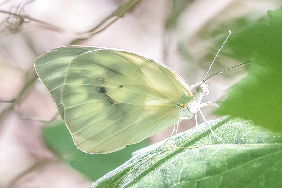 Ganyra josephina-6231
