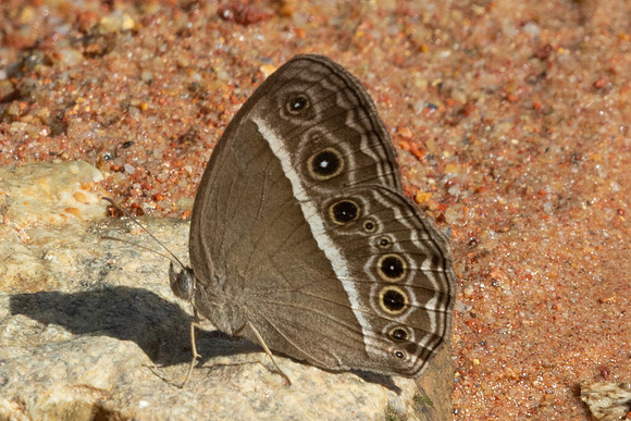 Mycalesis perseoides-9612 - Gopeng - 13/03/25