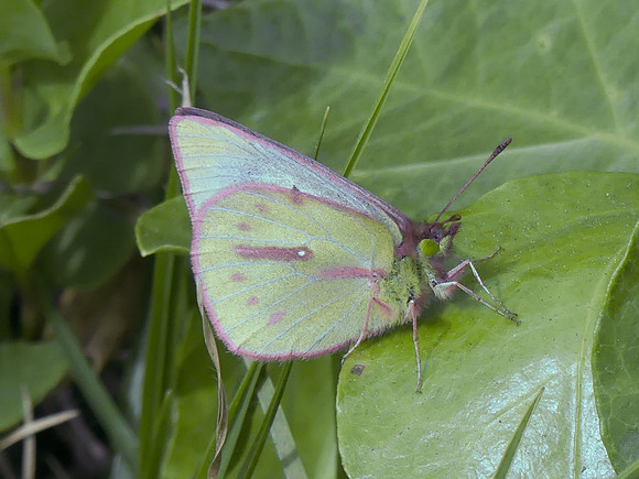 Colias dimera -1000427 - Bogota - 30/04/19