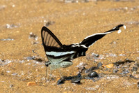 Lamproptera meges-1213- Chiang Dao - 17/03/25