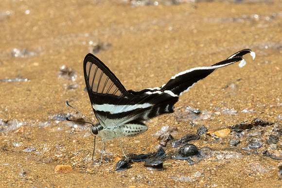 Lamproptera meges-1213- Chiang Dao - 17/03/25