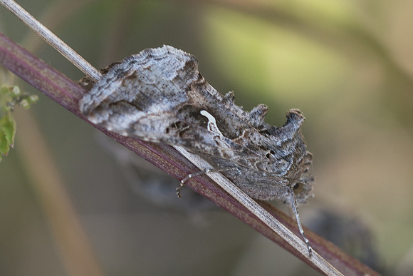 Autographa gamma