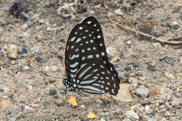 Graphium megarus-9460