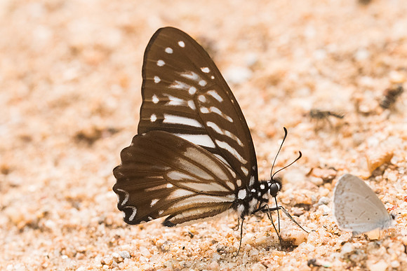 Graphium macareus indochinensis-4003 - Chiang Dao - 12/03/23