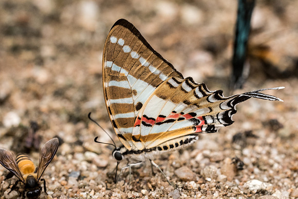 Graphium nomius swinhoei-4582- Chiang Dao  - 12/03/23