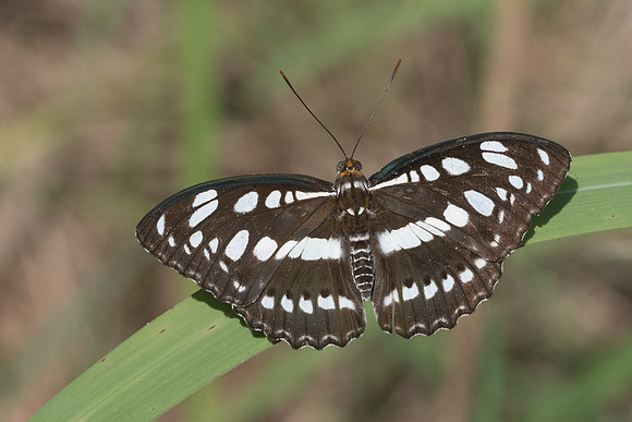 Athyma perius perius-2665- Chiang Rai - 18/11/23