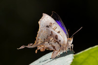 Cheritrella truncipennis-5735- Doi Suthep 1577m - 27/03/25