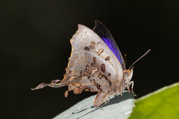 Cheritrella truncipennis-5735- Doi Suthep 1577m - 27/03/25