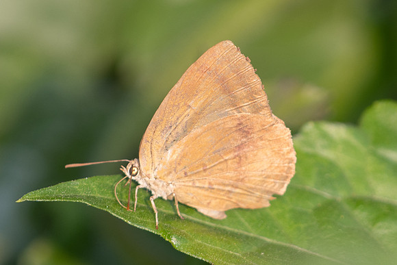 Arhopala fulla-5326 - Doi Suthep - 27/03/25