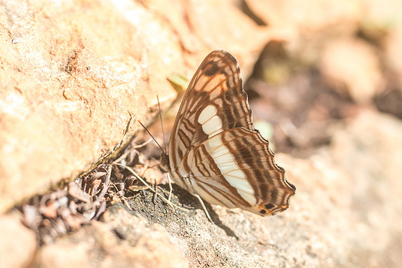 Adelpha paraena massilia-5645