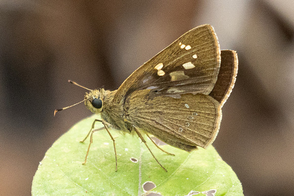 Polytremis lubricans-2813- Doi Suthep - 21/03/25