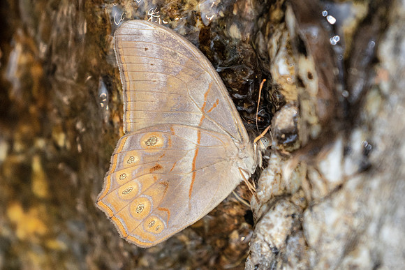 Lethe minerva tritogeneia-6844 - Doi-Suthep - 28/03/24