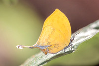 Yasoda tripunctata tripunctata-5456- Doi Suthep 1180m - 27/03/25