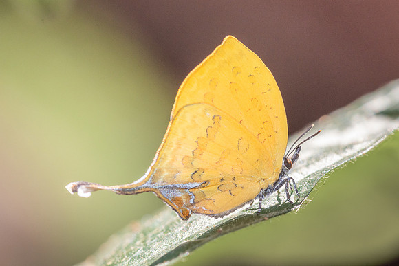 Yasoda tripunctata tripunctata-5456- Doi Suthep 1180m - 27/03/25