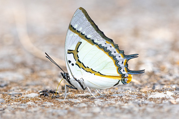 Polyura eudamippus-5298